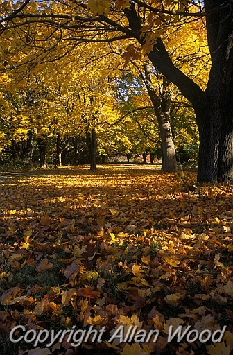 Fall Trees NE2801.jpg